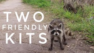 Two Curious Raccoons | Circle B Bar Reserve