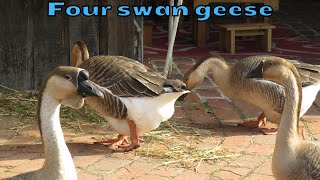 Four swan geese on a farm