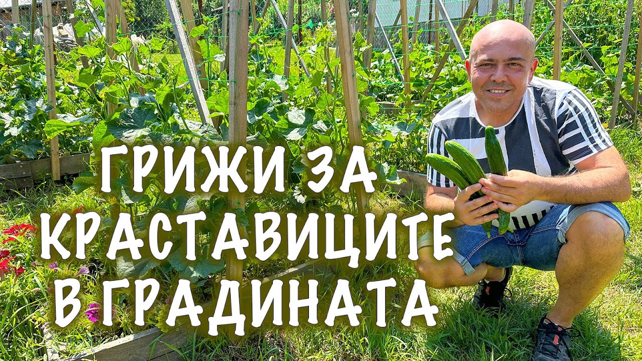 КРАСТАВИЦИТЕ ПРЕЗ ЛЯТОТО - Как с Албена се грижим за тях в градината ни с повдигнати лехи.