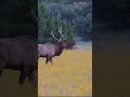 MASSIVE ELK In New Mexico, Ready for the RUT!