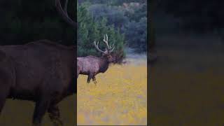 MASSIVE ELK In New Mexico, Ready for the RUT!