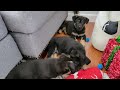 ЖДЁМ ПОКУПАТЕЛЯ/КАК В МУЛЬТИКЕ ПРО ПЕТРИКА ПЯТОЧКИНА /German Shepherd puppies