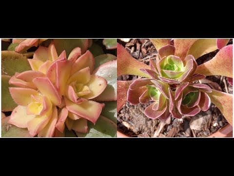 Propagação de aeonium