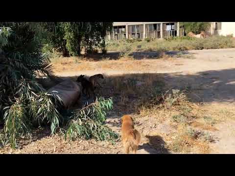 منظره زیبای خوزستان شوش رو ببینید که نگید خوزستان خشک است