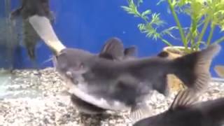 Size Doesn't Matter to This Hungry Catfish Size Doesn't Matter to This Hungry Catfish
