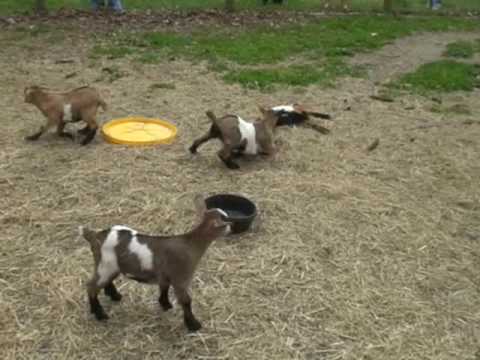 Video: Fainting Goats - Nakakatawa, At Mas Madaling Magamot