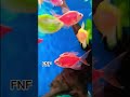 Glow Widow Tetra #finsandfeathersaquaria #aquariumfish #fish #viralvideo #trending #tropicalfish