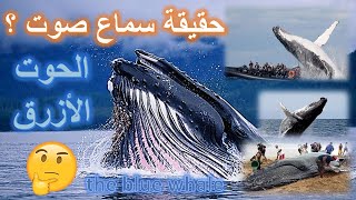 حقيقة سماع صوت الحوت الأزرق في مصر و ليبيا و الجزائر صوت مرعب ومفزع سبحان الله blue whale