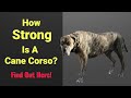 How Strong Is A Cane Corso? Find Out Here