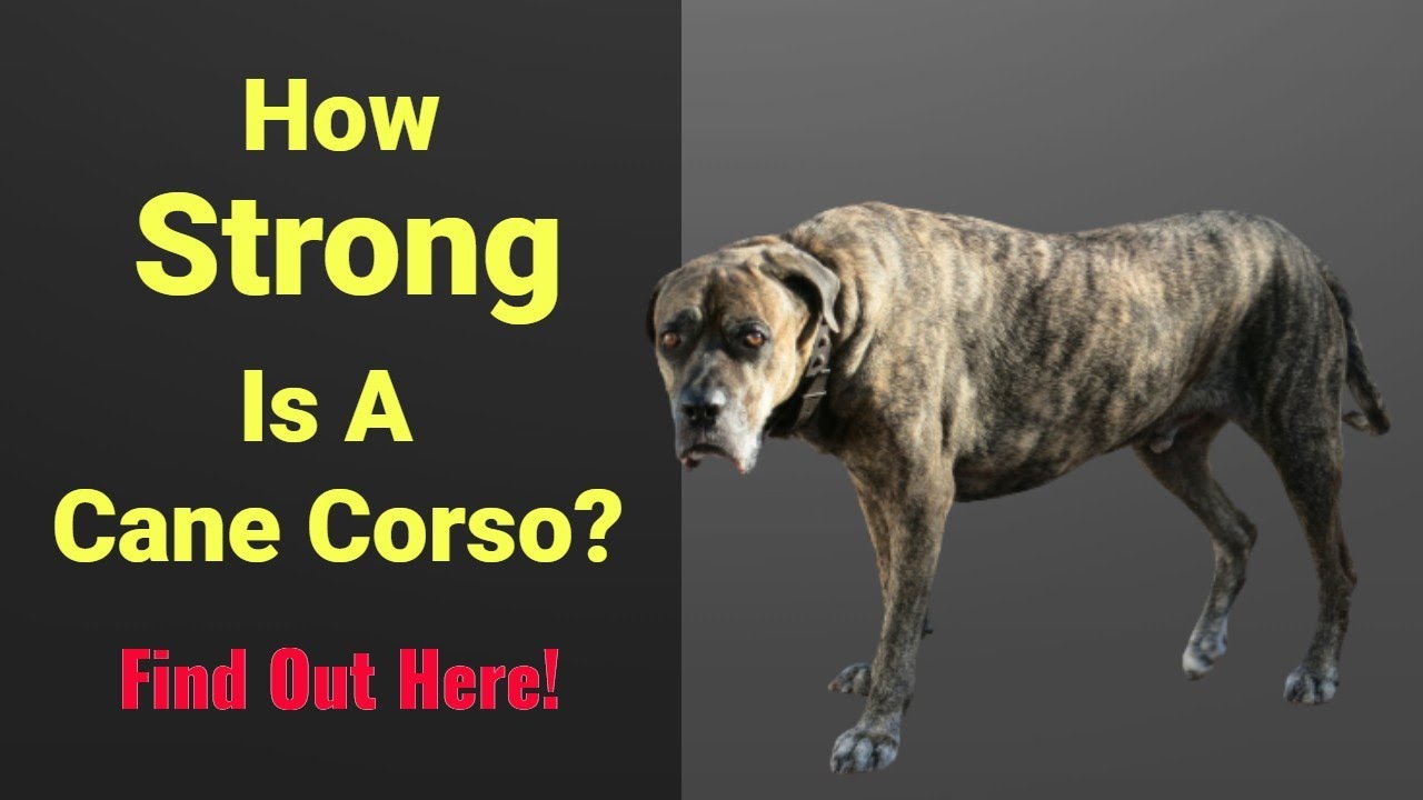 How Strong Is A Cane Corso? Find Out Here!