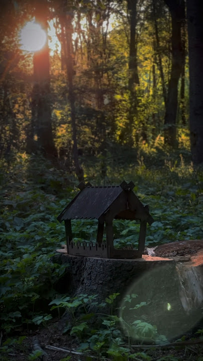 #relaxing #relaxingmusic #nature #aesthetic #sunset #forest #vibes #aestheticvideo #foryou #birds