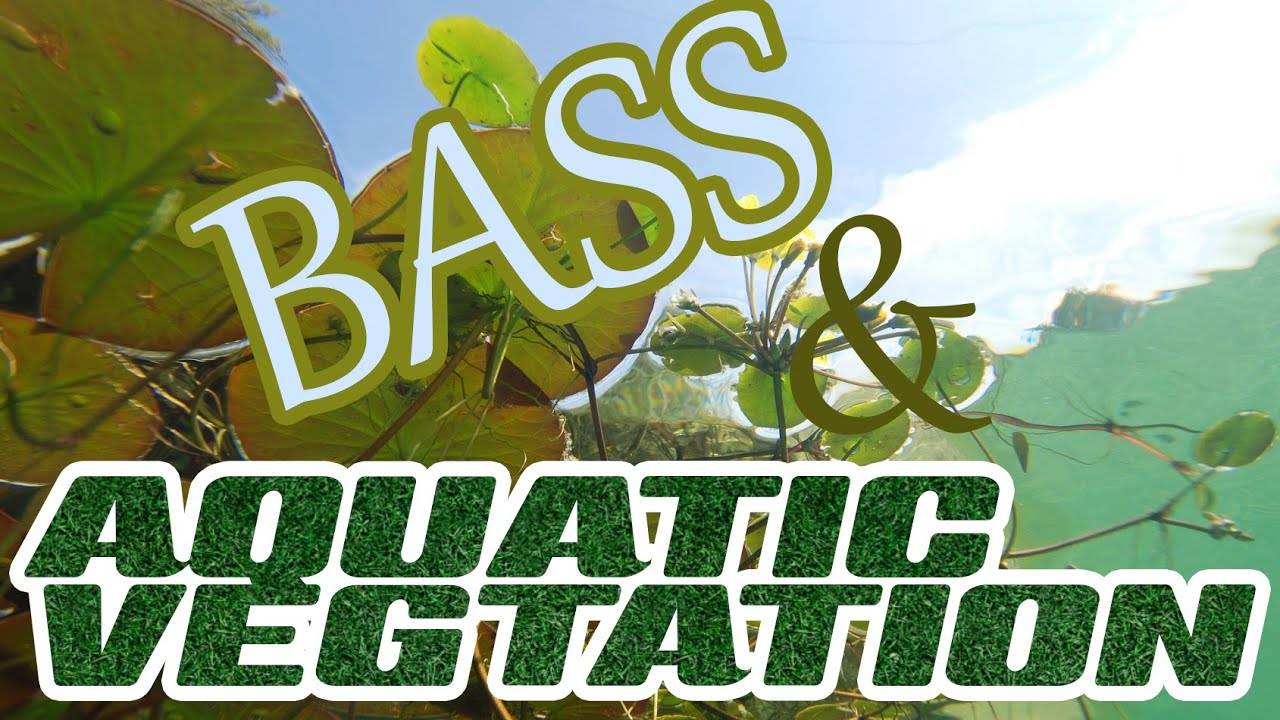 Aquatic Vegetation Bass Fishing with Jeff Holland & Bryan Schmitt YouTube