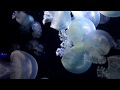 世界一のクラゲ水族館／鶴岡市立加茂水族館・クラネタリウム(1)