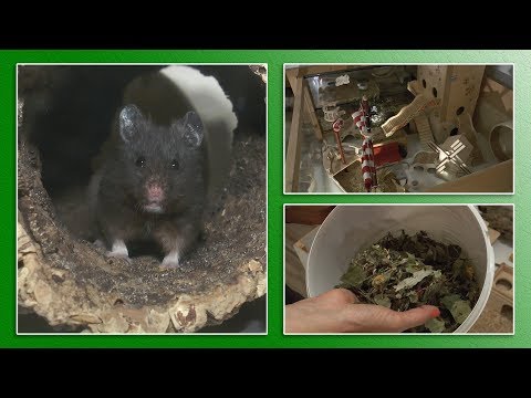 Video: Hamsterpflege 101: So Pflegen Sie Ihren Hamster