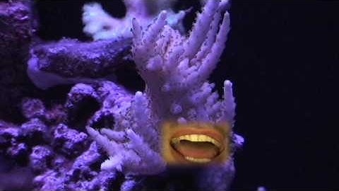 Vortech MP10  20 gallon Mixed Reef