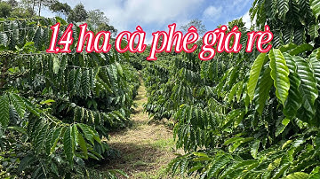 1,4 Ha Cà Phê Tiêu Giá Rẻ 