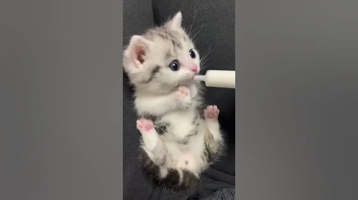 Video 11871481: cats funnycats funnycatvideos, funnycats funnycatvideos cute, cat cute funny