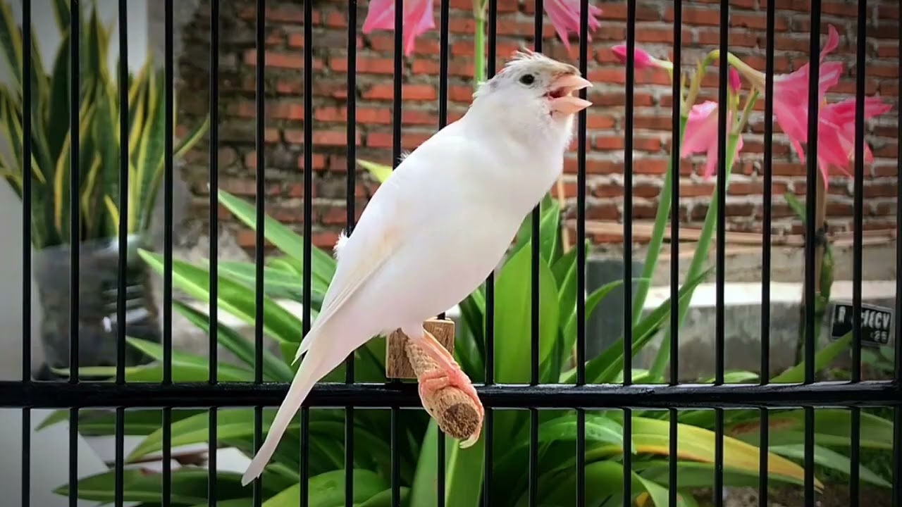 The Best Canary to Seduce Friends to Sing‼️ Very Effective for Training🐦