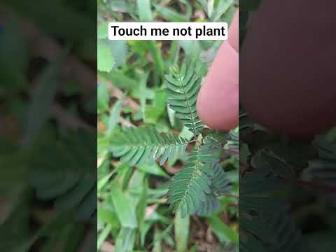 Touch me not plant 🌿 | ಮುಟ್ಟಿದರೆ ಮುನಿ |