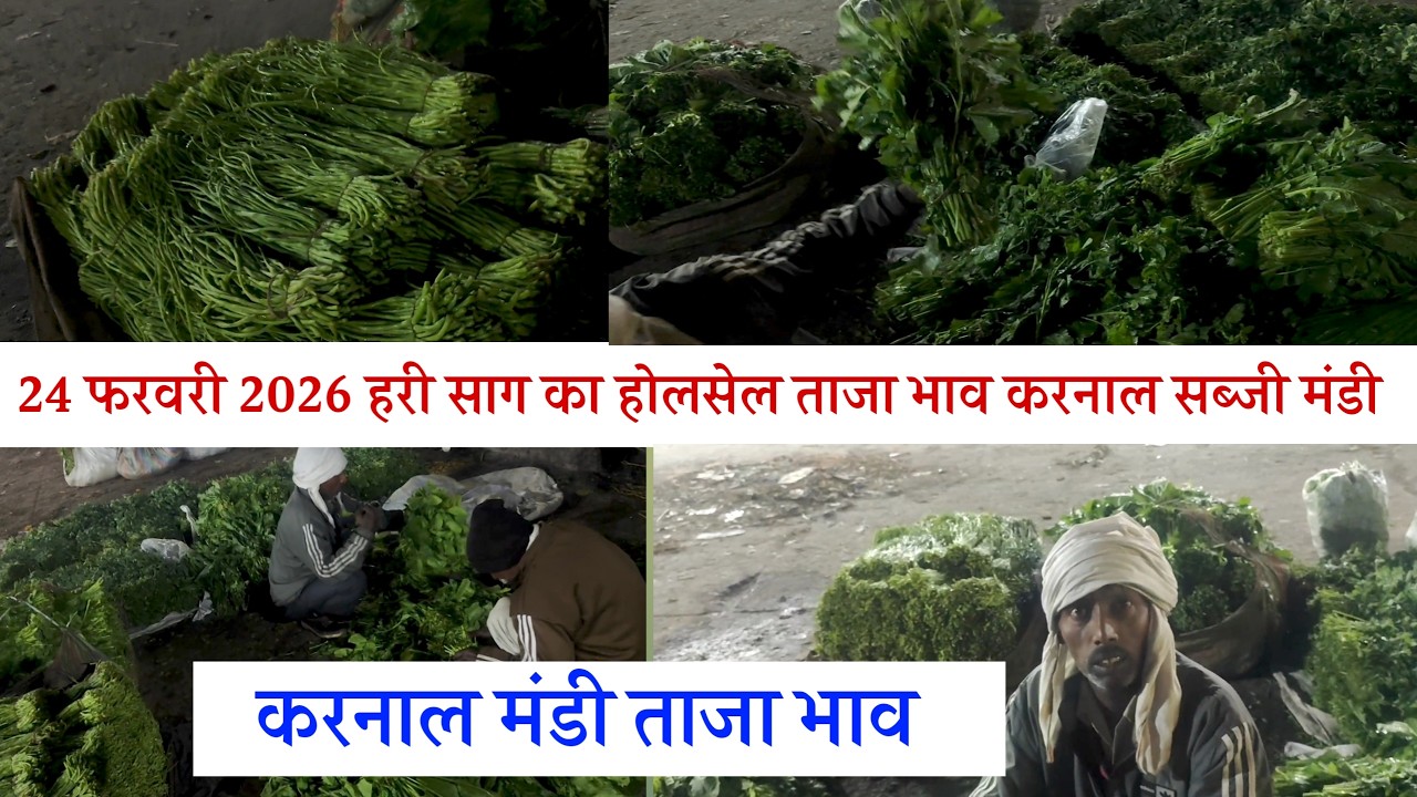 24 फरवरी 2026 ☘️☘️🌿🌱हरी साग का होलसेल ताजा भाव करनाल मंडी
