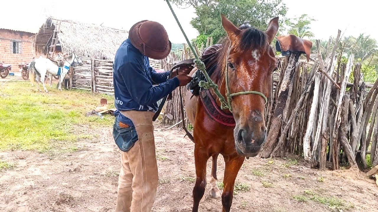 Vaquerama pronta preparada e querendo com vontade de boi.
