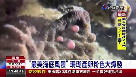 “最美海底风景” 珊瑚产卵粉色大爆发 - 天天要闻