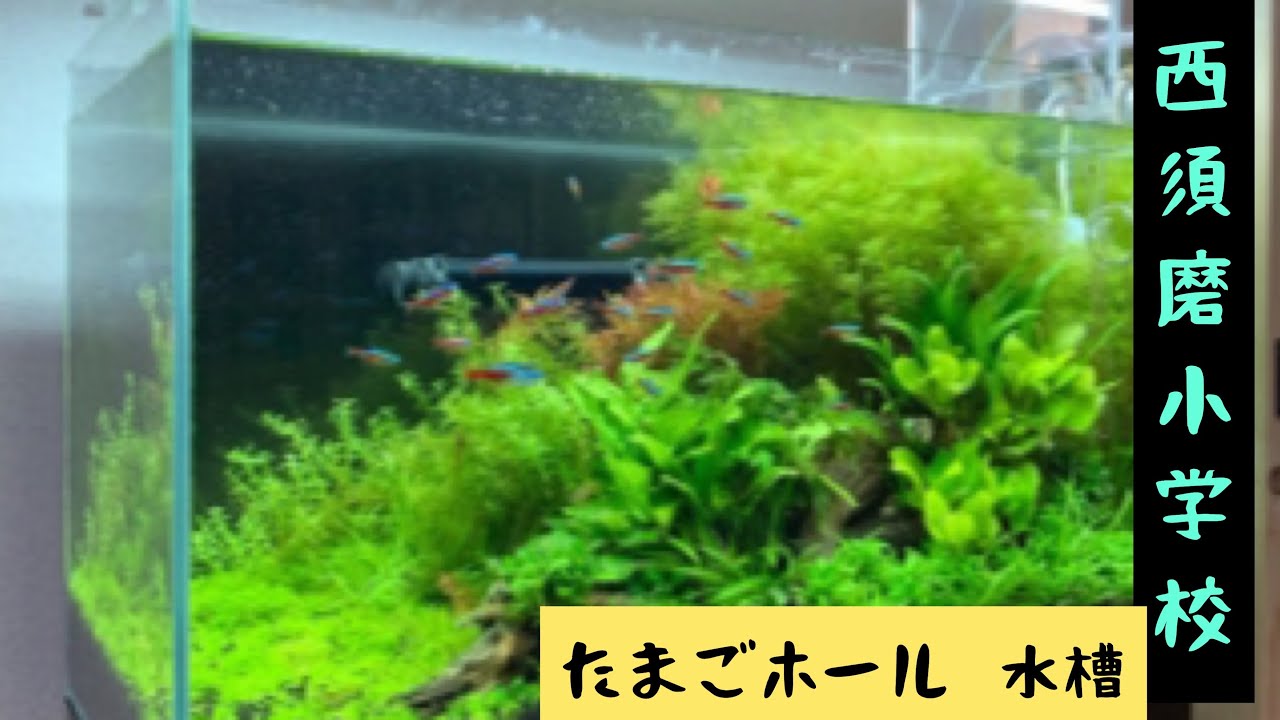たまごホール水槽 Youtube たまごホール水槽 Youtube