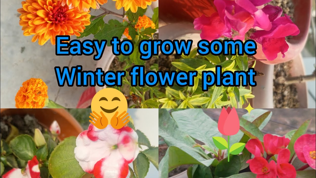 Easy to grow some winter flower plant 
