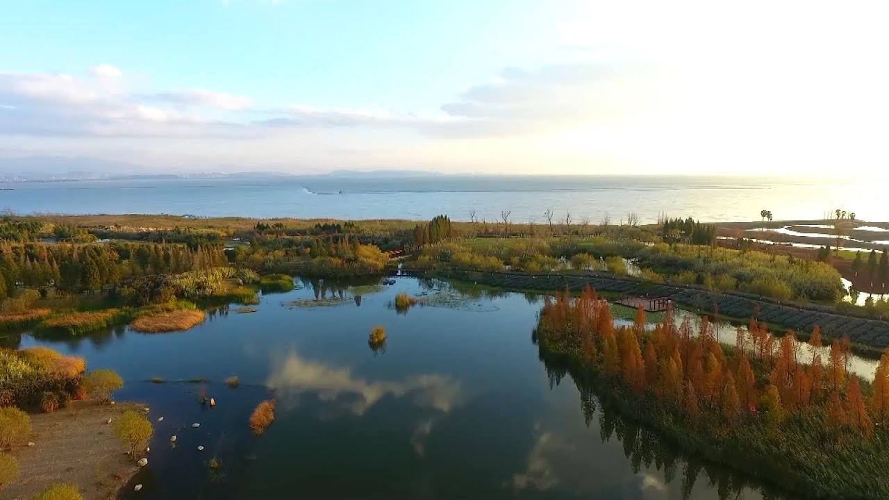 World must secure a "Paris-style" agreement for nature at COP15: chief of WWF International