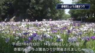 赤堀花しょうぶ園まつり15 Youtube