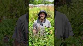 Look To The Mint Family For Deer Resistance - Agastache And Bee Balm