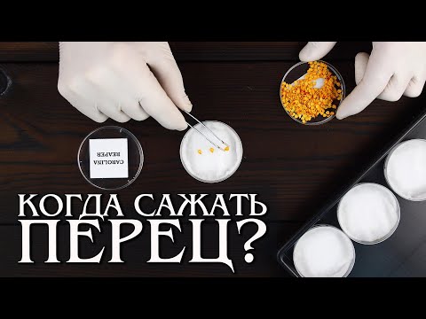 Когда сажать острый перец?