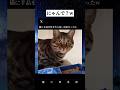 #猫#時事ネタ #時事#バズった動画 #shorts