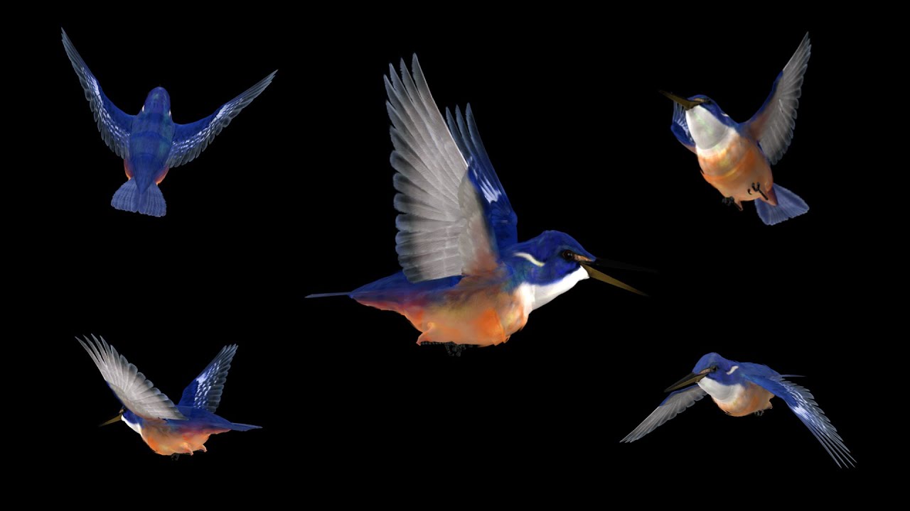 Kingfisher Bird - Flying Loops and Transitions