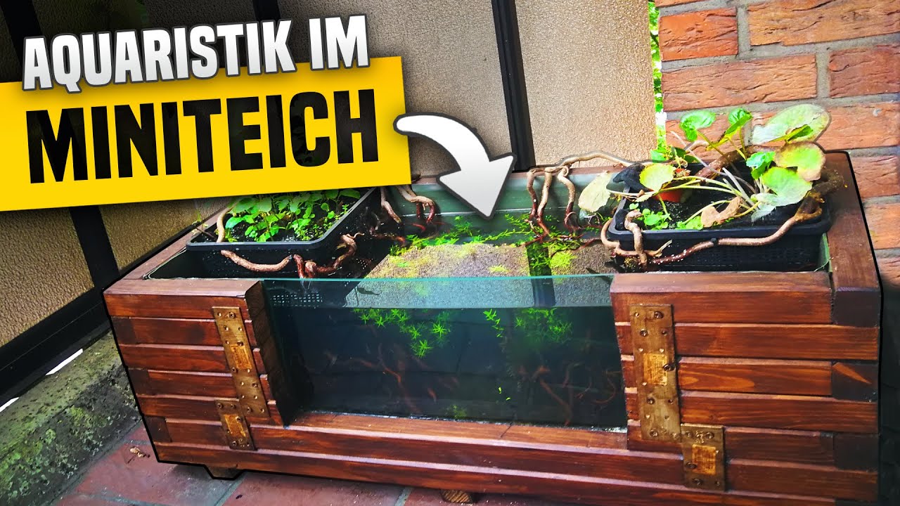 Selbstgebauter MiniTeich mit Scheibe für die Outdooraquaristik YouTube