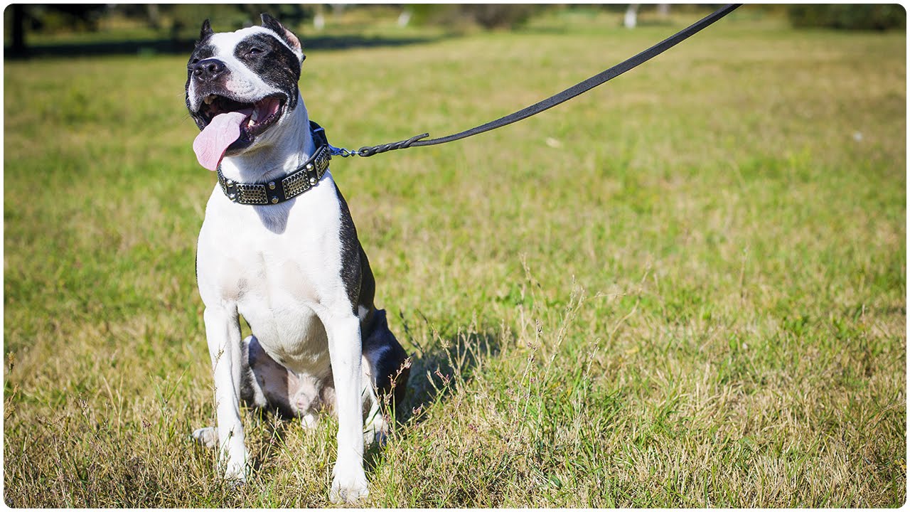 Spiked Hundehalsband Aus Echtleder – Verstellbar Für Mittelgroße Hunde, Größe L (37–47 Cm), Lila