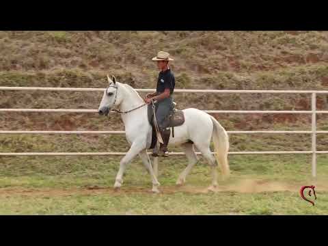 38 Uísque da Morro Alto