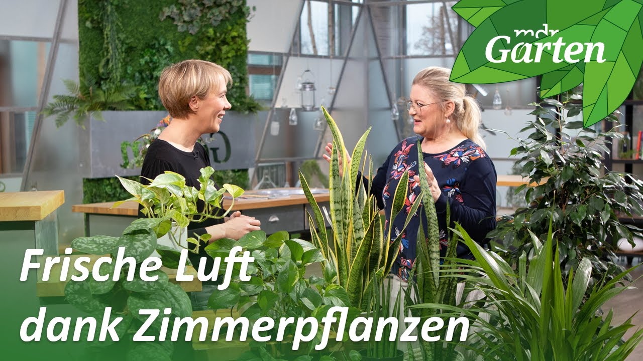 These plants purify the air in the bedroom or office | MDR Garden