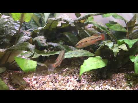 Lateralis Fish Characodon Lateralis (livebearer fish) rainbow goodeid - YouTube