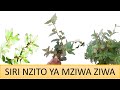 HUU NDIO MZIWA ZIWA MMEA WENYEKUTIBU MARADHI YALIO SHINDIKANA HUU NDIO MZIWA ZIWA MMEA WENYEKUTIBU MARADHI YALIO SHINDIKANA