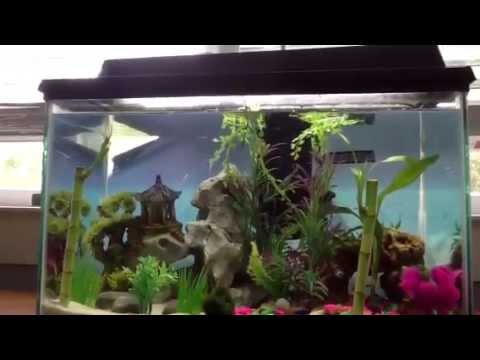 How to play with your betta fish