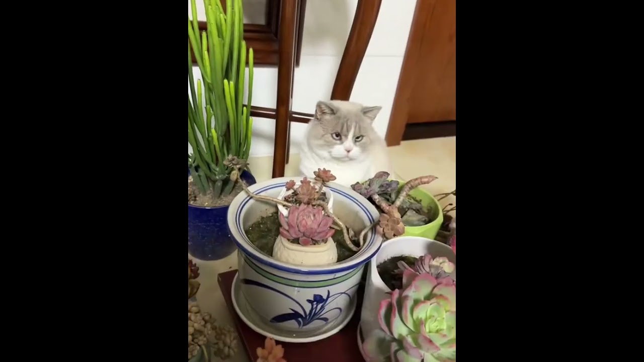 This kitty doesn’t like people pointing at him 
