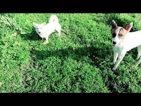 Baby Girl Is Being Raised By Six German Shepherds | The dodo, OWV