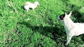 Baby Girl Is Being Raised By Six German Shepherds | The dodo, OWV
