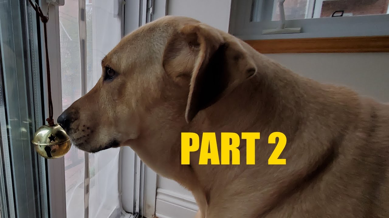 How To Train A Dog To Go Outside With A Bell - Part 2