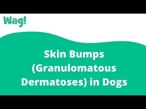 Video: Mga Skin Bumps (Granulomatous Dermatoses) Sa Mga Aso