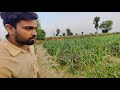 ट्रेंच से गन्ने की खेती करता है यह युवा किसान , Trench Sugarcane Farming Information Mp3 Song