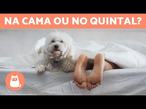 Vídeo: Os cachorros devem dormir sozinhos?