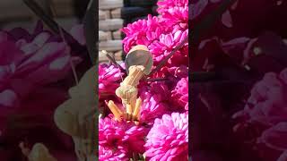 Praying Mantis Catches Bee! #shorts