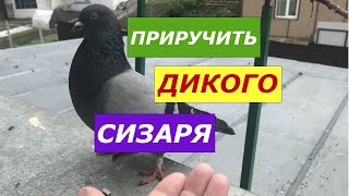 Ну дай поглажу! Сизарь злится. Как приручить дикого голубя сизаря. Продолжение.